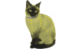 Punkki- ja Kirppukaulus Kissalle